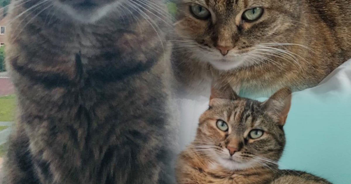 Heb jij Bentley gezien? Dit huisdier wordt in Doesburg vermist