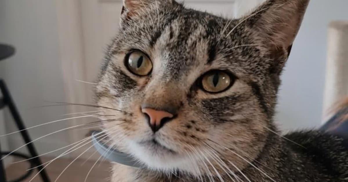 Heb jij Karel gezien? Dit huisdier wordt in Aalten vermist