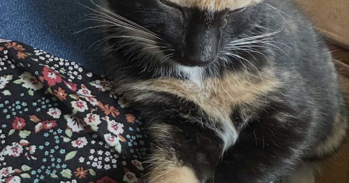 Heb jij Cato gezien? Dit huisdier wordt in Neder-Betuwe vermist