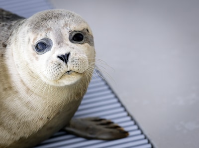 Zeehondencentrum stelt faillissementsaanvraag voorlopig uit: ‘Overweldigende steun’