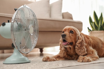 De hitte eiste z’n tol, in mijn geval door de ventilator