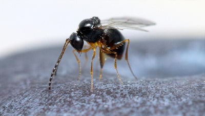 Goed nieuws voor fruittelers: nieuwe Aziatische sluipwesp heeft zich in Nederland gevestigd