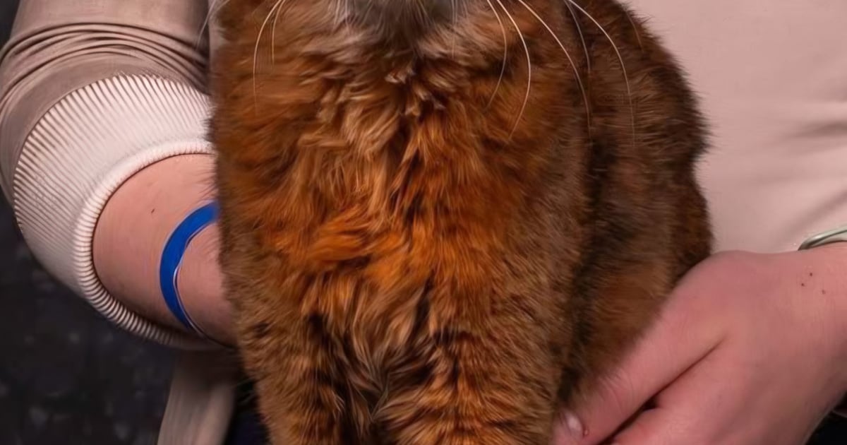 Heb jij Sollie gezien? Dit huisdier wordt in Zutphen vermist