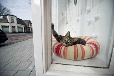 Katten doden jaarlijks 18 miljoen vogels, maar besteden 70 procent van hun tijd slapend