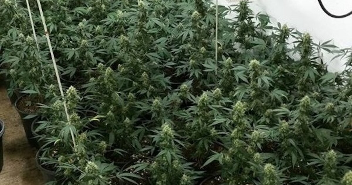 Riethovens stel met 180 wietplanten in huis, leeft nu goedkoop in Spanje: ‘Geen rooie cent voor boet