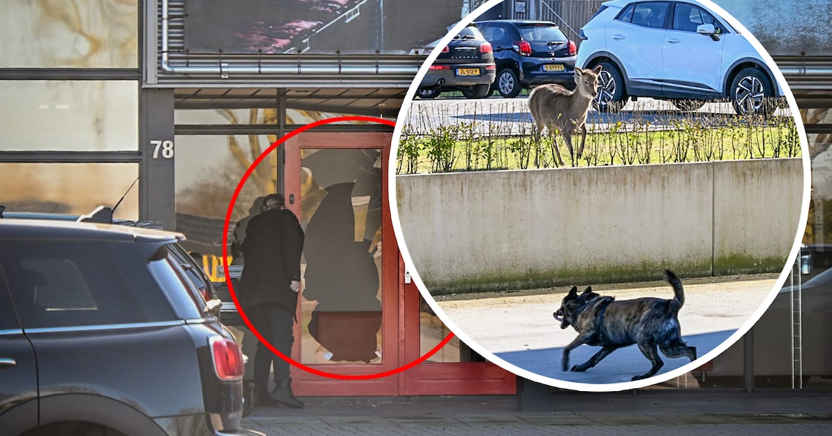 Als loslopende hond ree opjaagt, springt het wilde dier door een glazen deur: politie op zoek naar b