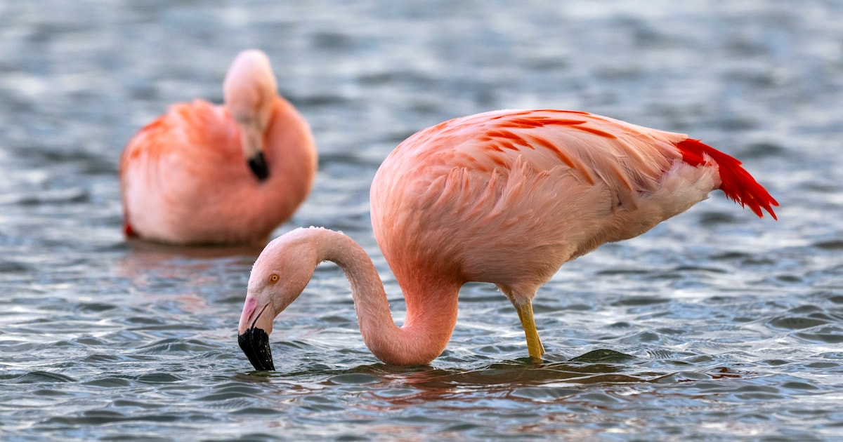 Flamingo’s bij de plassen tussen Arnhem en Elst: ‘Geef ze de ruimte ...