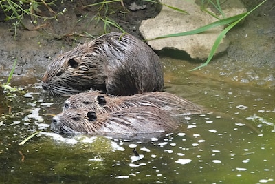 Primeur in de strijd tegen de beverrat: waterschap heeft er voor het eerst een gevangen met een drone