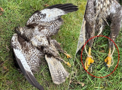 Simone krijgt bericht over een grote vogel in een boom, dan doet ze lugubere ontdekking: ‘Zo raar en zo naar’