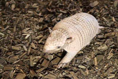 Jonge zesbandgordeldieren nu te zien bij dierentuin in Eibergen