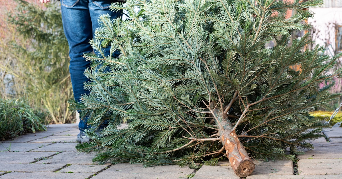 Kerstbomeninzameling in Hardinxveld-Giessendam, Molenlanden, Vijfheerenlanden en Gorinchem