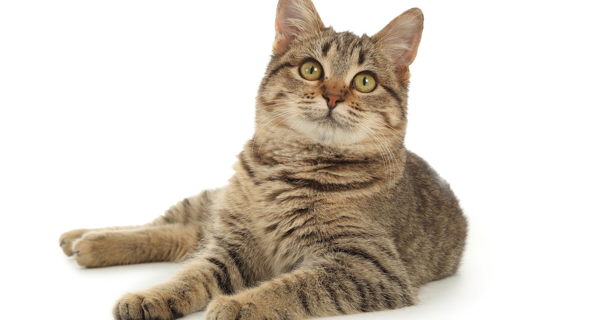 Je wilt kater Amigo terug, en tenslotte sta je met lege handen en moet je 1009 euro proceskosten bet