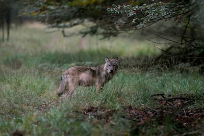 Wolf rukt op in Nederland: aantal aanvallen op vee fors gestegen