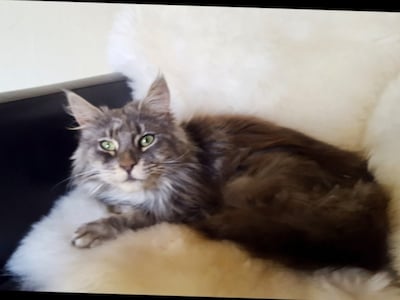 Heb jij Phoenix, Lilly of Simba gezien? Deze vier huisdieren worden in West Maas en Waal vermist