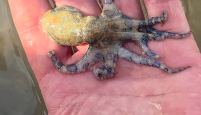Toerist speelt met ‘baby-octopus’ maar kruipt door het oog van de naald: ‘Een van de giftigste dieren ter wereld’