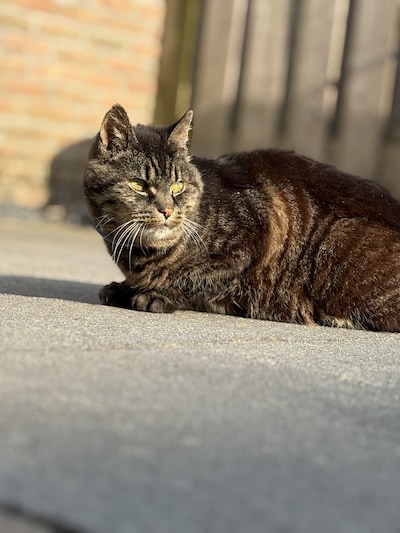 Heb jij Sjef gezien? Dit huisdier wordt in Heumen vermist