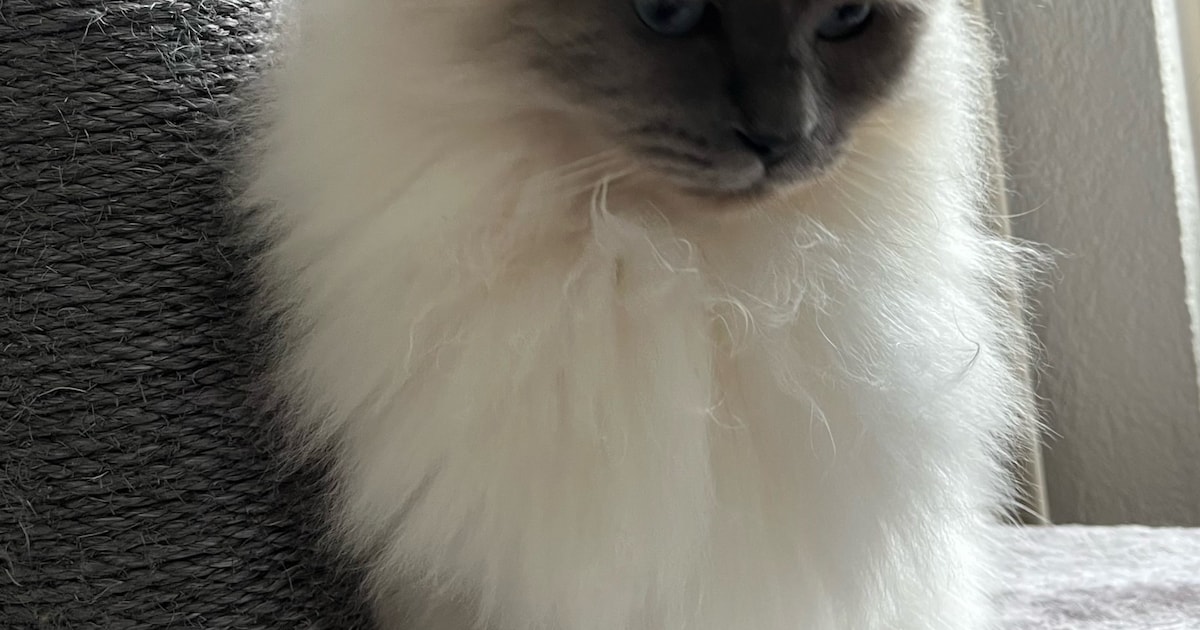 Heb jij Coco gezien? Dit huisdier wordt in Wijchen vermist