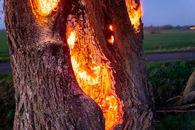 Bijzondere beelden: brand binnen in een oude holle boom in Oss