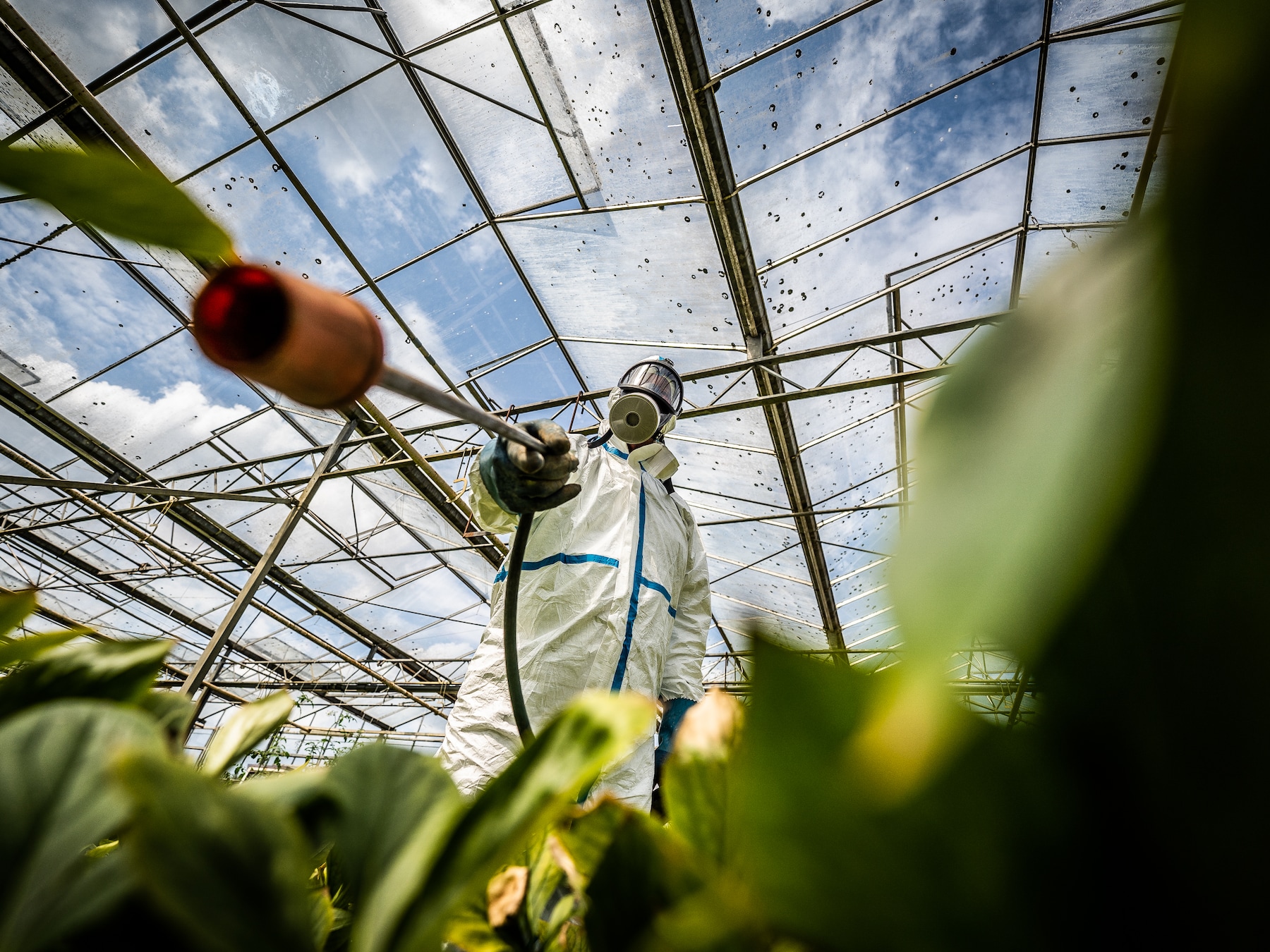 Gif spuiten in een kas in de Betuwe.