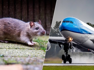 ‘Vliegtuigrat’ weg uit KLM-toestel, passagiers die strandden op Antillen onderweg met andere vlucht