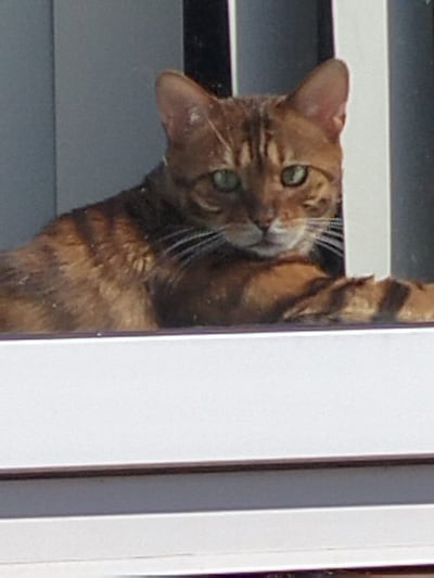 Heb jij Benny of Ollie gezien? Deze twee huisdieren worden in Buren vermist