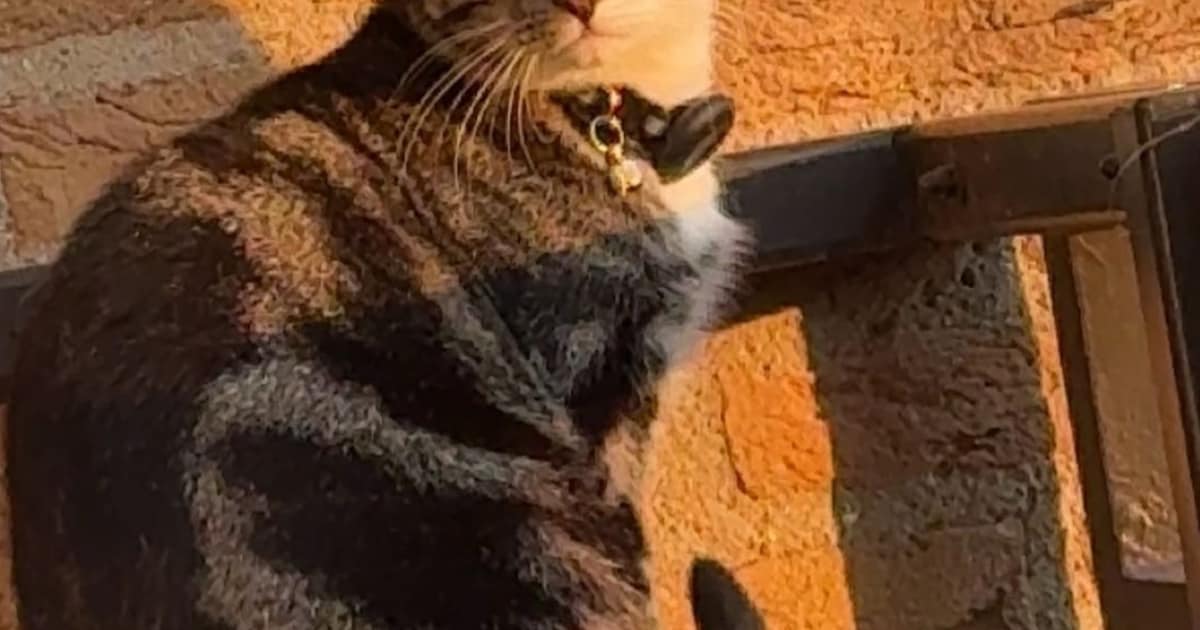Heb jij Simba gezien? Dit huisdier wordt in Berg en Dal vermist