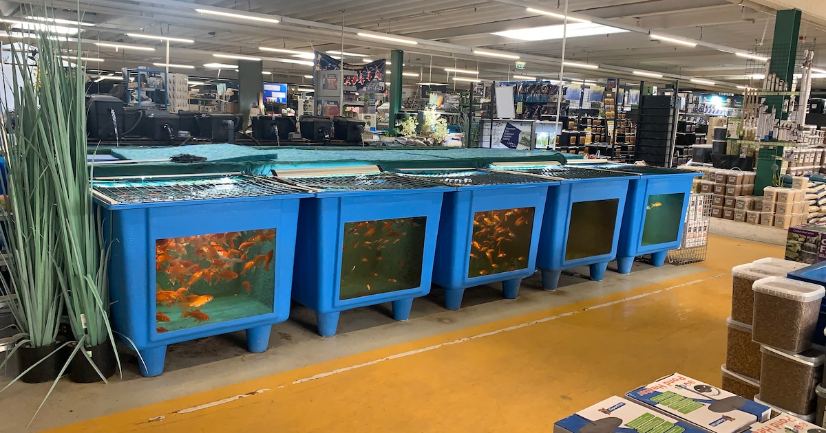 Smerige bakken en aquaria met dode vissen in tuincentrum: Roy 'kan het