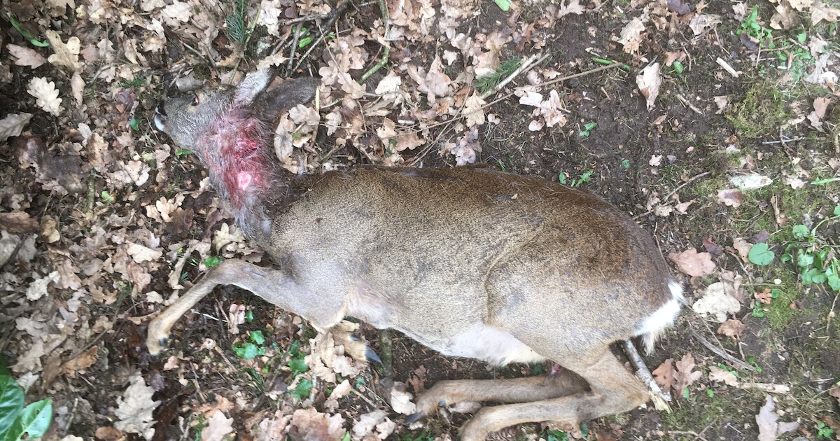 Jong reetje overleeft aanval loslopende honden niet in Stevensbeek: ‘Doe je hond aan de lijn’