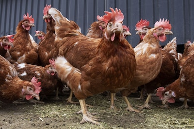 Toegenomen risico vogelgriep: boeren en hobbyisten moeten al hun pluimvee binnenhouden