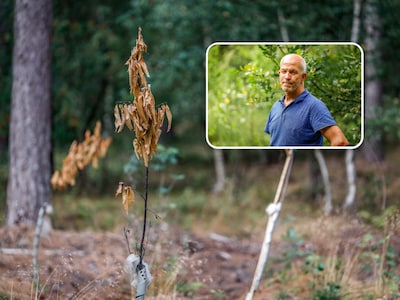 Beuken sterven door droogte in heel Nederland: ‘Dat doet zeer’