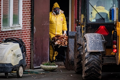 Plan voor verplichte vogelgriepvaccinatie voor legkippen
