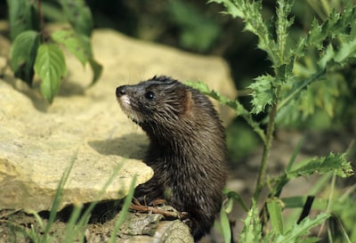 Nu alle nertsenboerderijen dicht zijn, zijn er kansen voor terugkeer ‘meest bedreigde roofdier’ van Europa