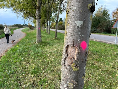 Waarom staan er ineens allerlei roze stippen op deze bomen?