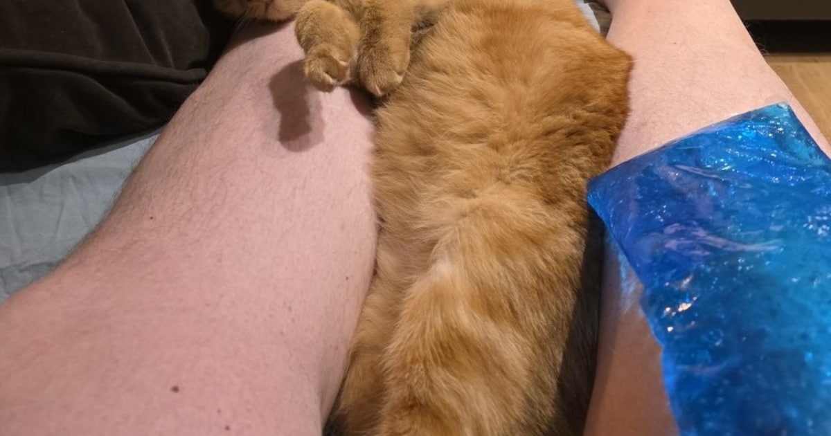 Heb jij Charly gezien? Dit huisdier wordt in Aalten vermist