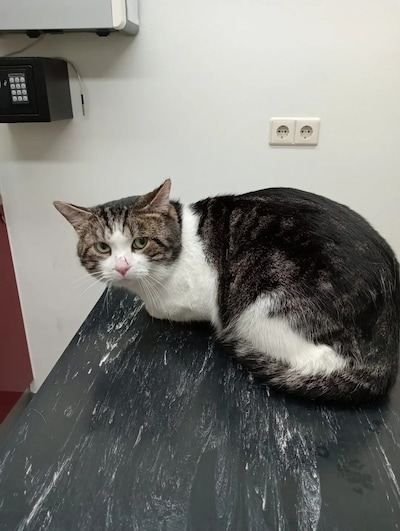 Heb jij Koko of Milo gezien? Deze twee huisdieren worden in Montferland vermist