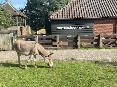 Man klimt over hek, mishandelt en doodt ezel Jolien: nu blijkt dier ook nog seksueel misbruikt