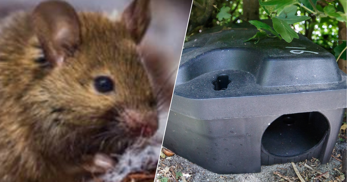 Rattenplaag loopt spuigaten uit: beestjes worden afgeschoten door ...