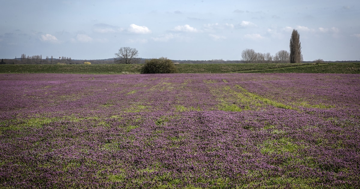 Op de grote stille heide bij Babberich: akker kleurt plots dieppaars, maar niet door calluna, erica 