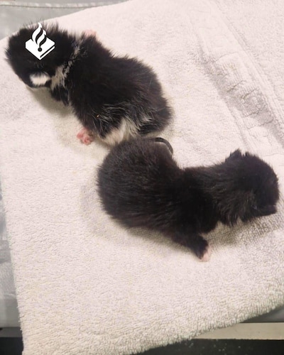 Pasgeboren kittens met verwijderde pootjes gedumpt in Amsterdam-West