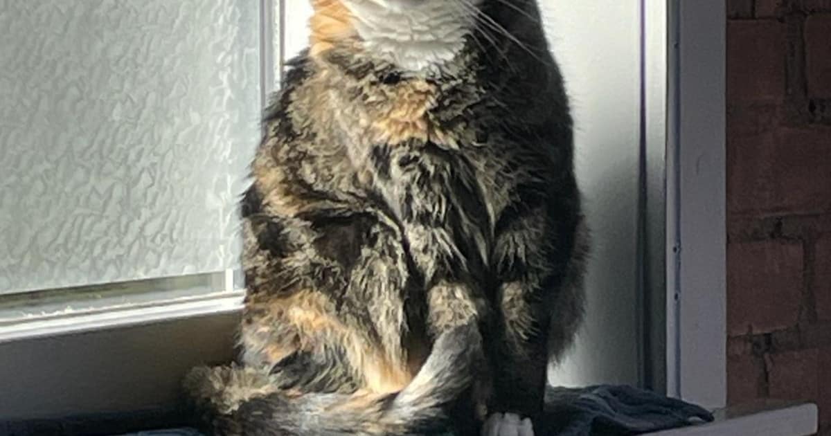 Heb jij Sava gezien? Dit huisdier wordt in Rhenen vermist