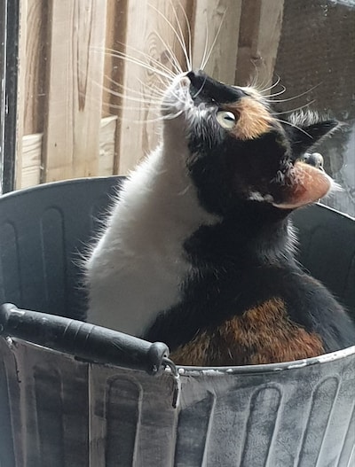 Heb jij Nova gezien? Dit huisdier wordt in Winterswijk vermist