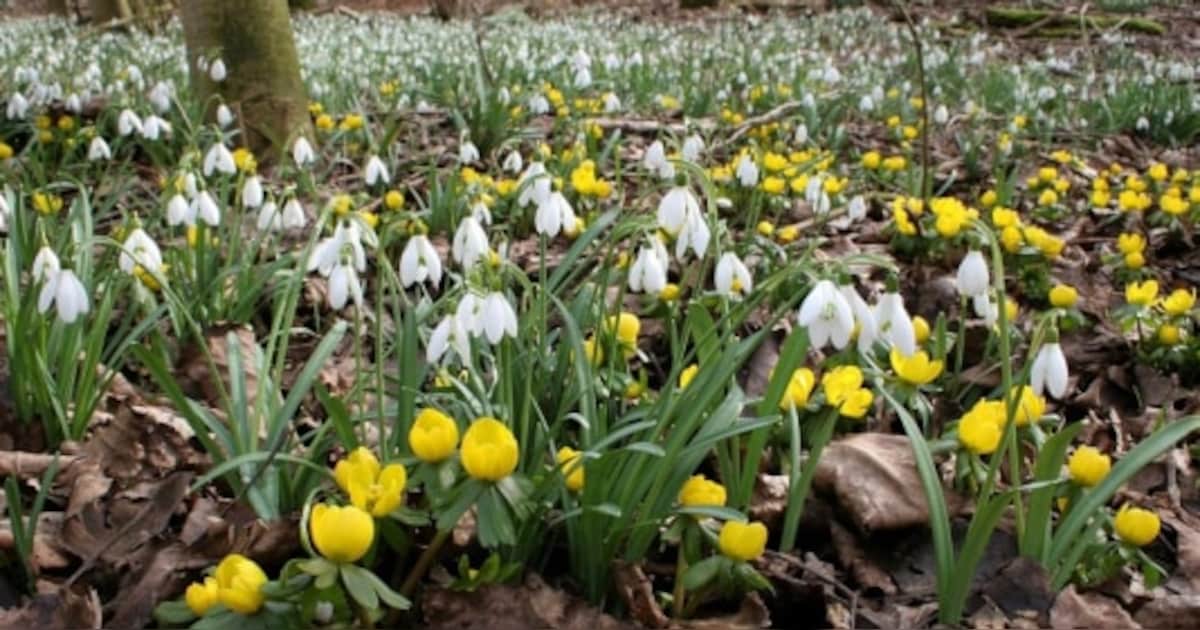Stinzenwandeling op landgoed Waardenburg Neerijnen