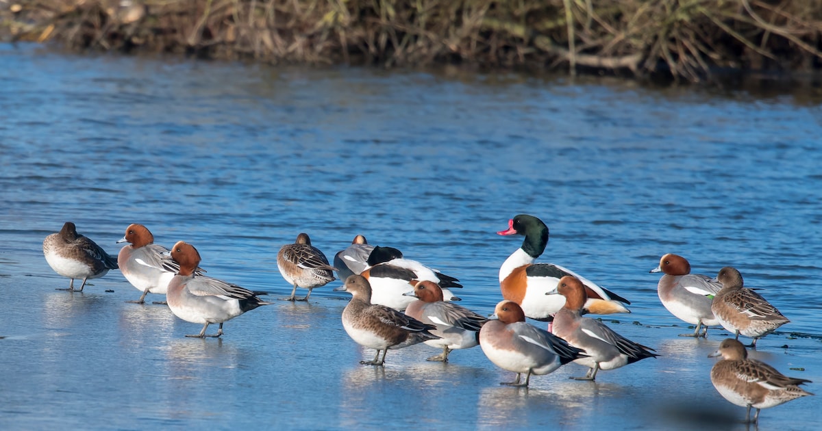 Vogels spotten in de Gendtse waard met IVN
