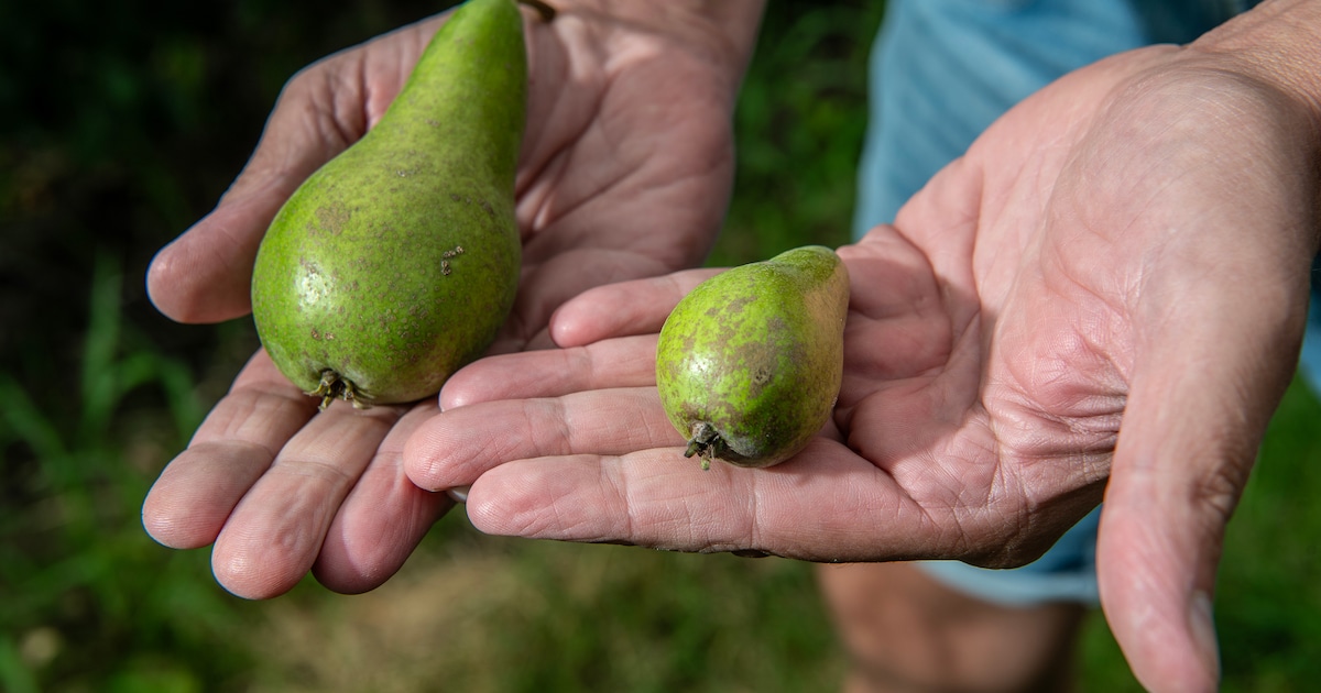 Fruit Research Centre Randwijk houdt open dag