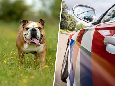 Schok om doodgereden hond in Nijmegen, bestuurder rijdt door: ‘Voor hetzelfde geld was het m’n kleinkind’