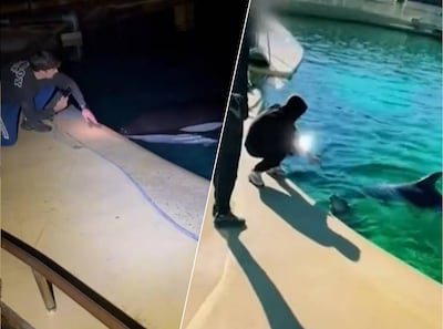 Gesloten dolfinarium heeft het gehad met indringers die orka’s aanraken: ‘Levensgevaarlijk’