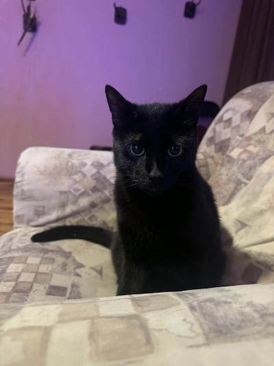 Heb jij Czosnek gezien? Dit huisdier wordt in Tiel vermist