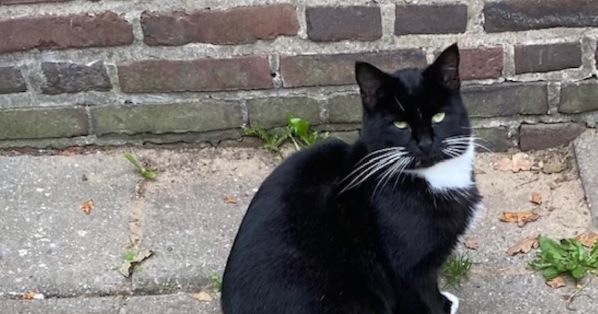 Heb jij Mr Minstrel gezien? Dit huisdier wordt in Bergen vermist