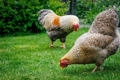 PFAS in eieren van hobbykippen komt van wormen in de grond, blijkt uit nieuw onderzoek van RIVM