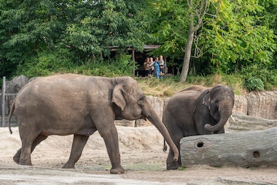 Dierentuin plaatst rouwadvertentie voor trouwe bezoeker: ‘We zullen haar missen’